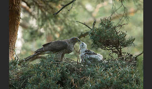 Habicht (Accipiter gentilis)