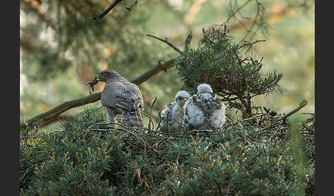 Habicht (Accipiter gentilis)