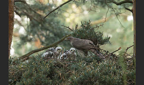 Habicht (Accipiter gentilis)