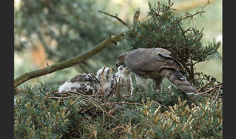 Habicht (Accipiter gentilis)