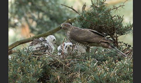 Habicht (Accipiter gentilis)