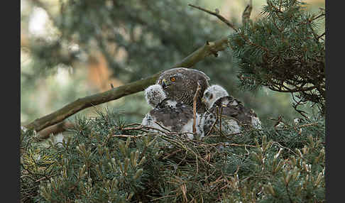 Habicht (Accipiter gentilis)