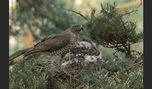 Habicht (Accipiter gentilis)