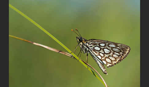 Spiegelfleck-Dickkopffalter (Heteropterus morpheus)