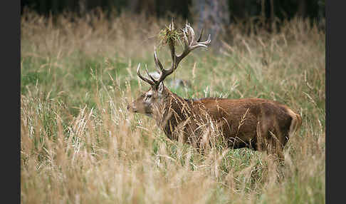 Rotwild (Cervus elaphus)