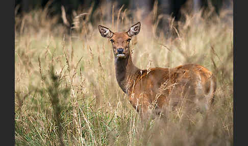 Rotwild (Cervus elaphus)