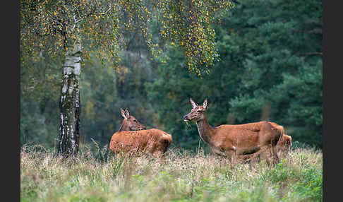 Rotwild (Cervus elaphus)