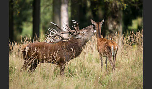 Rotwild (Cervus elaphus)