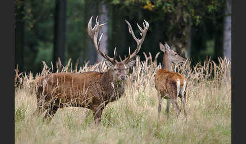 Rotwild (Cervus elaphus)