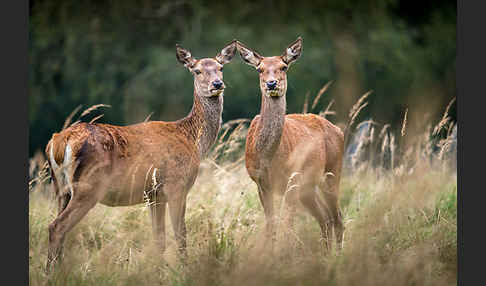 Rotwild (Cervus elaphus)