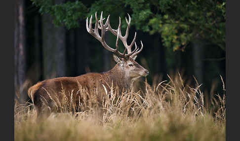 Rotwild (Cervus elaphus)