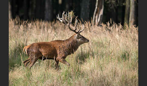 Rotwild (Cervus elaphus)