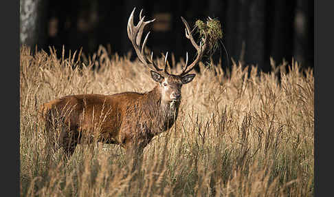 Rotwild (Cervus elaphus)