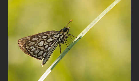 Spiegelfleck-Dickkopffalter (Heteropterus morpheus)