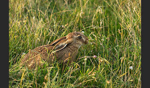 Feldhase (Lepus europaeus)