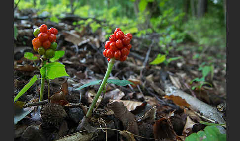 Gefleckter Aronstab (Arum maculatum)