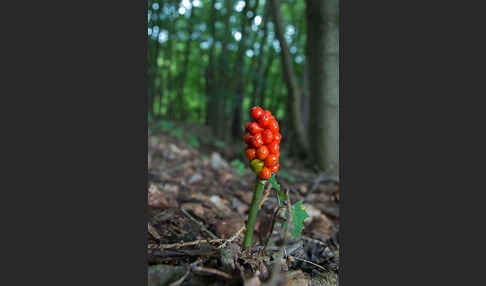 Gefleckter Aronstab (Arum maculatum)