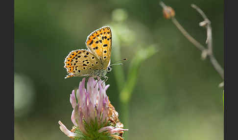 Schwefelvögelchen (Lycaena tityrus)