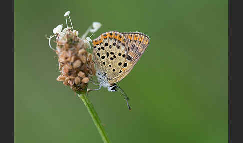 Schwefelvögelchen (Lycaena tityrus)