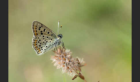 Schwefelvögelchen (Lycaena tityrus)