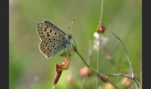 Schwefelvögelchen (Lycaena tityrus)