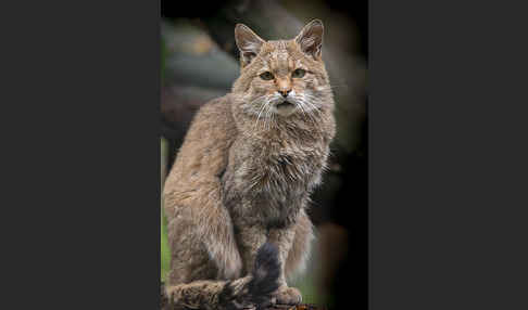 Wildkatze (Felis silvestris)