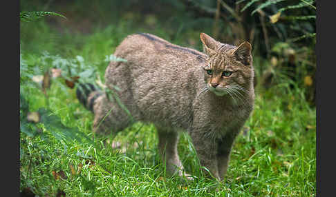 Wildkatze (Felis silvestris)