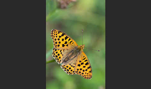 Kleiner Perlmutterfalter (Issoria lathonia)