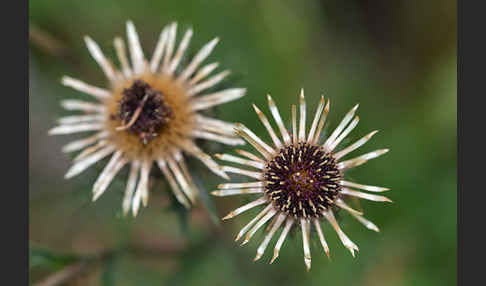 Kleine Eberwurz (Carlina vulgaris)