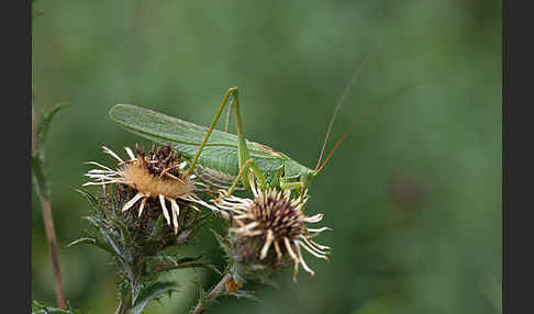 Großes Heupferd (Tettigonia viridissima)