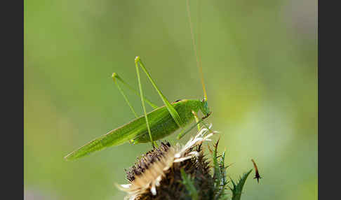 Gemeine Sichelschrecke (Phaneroptera falcata)