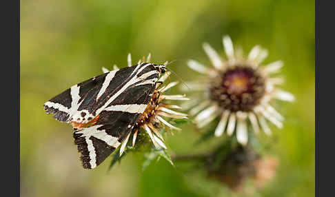 Spanische Flagge (Callimorpha quadripunctaria)