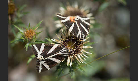 Spanische Flagge (Callimorpha quadripunctaria)