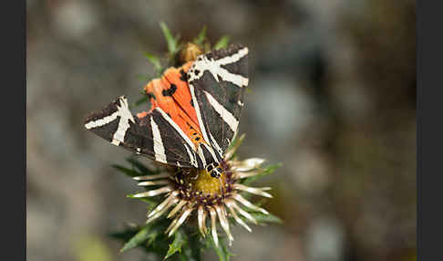 Spanische Flagge (Callimorpha quadripunctaria)