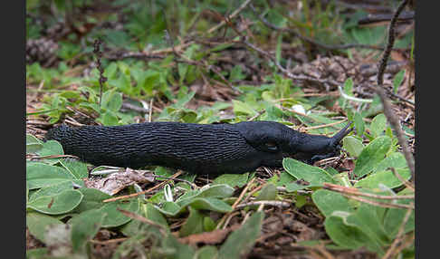 Schwarzer Schnegel (Limax cinereoniger)