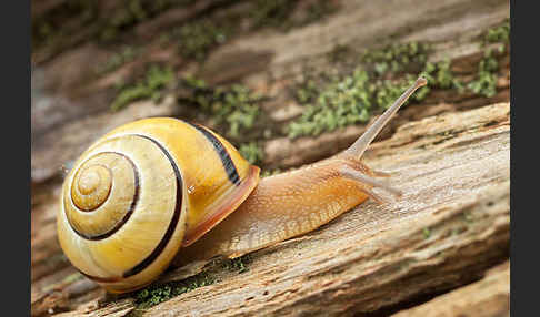 Hainschnirkelschnecke (Cepaea nemoralis)