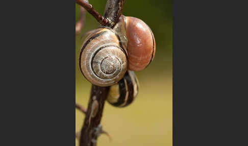 Hainschnirkelschnecke (Cepaea nemoralis)