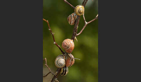 Hainschnirkelschnecke (Cepaea nemoralis)