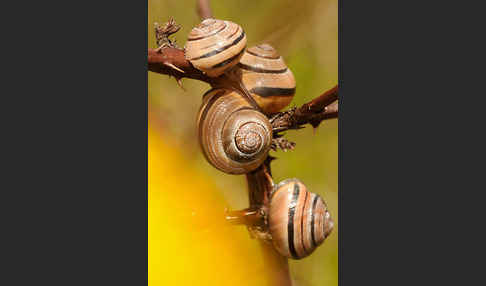 Hainschnirkelschnecke (Cepaea nemoralis)