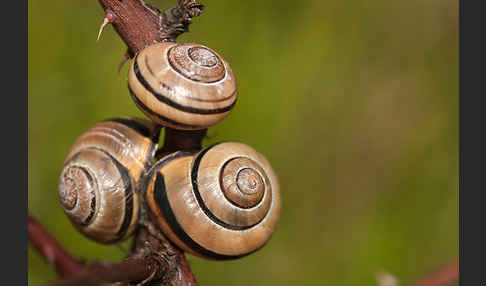 Hainschnirkelschnecke (Cepaea nemoralis)