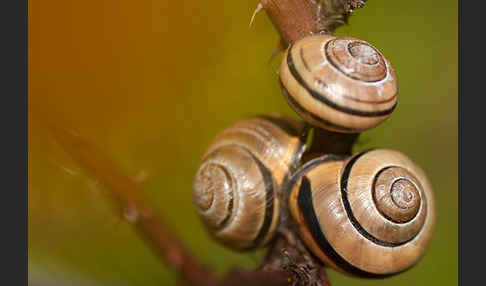 Hainschnirkelschnecke (Cepaea nemoralis)