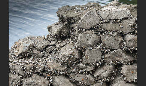 Wandermuschel (Dreissena polymorpha)