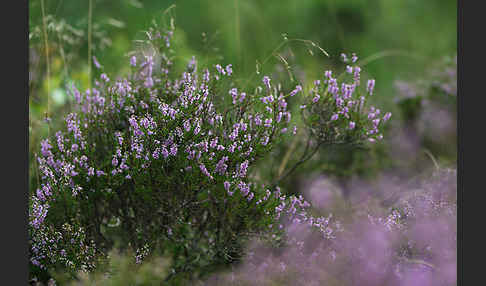 Heidekraut (Calluna vulgaris)