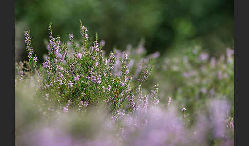 Heidekraut (Calluna vulgaris)