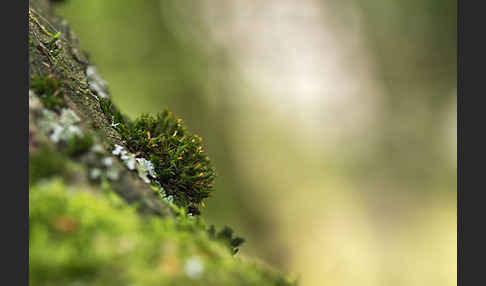 Rogers Kapuzenmoos (Orthotrichum rogeri)