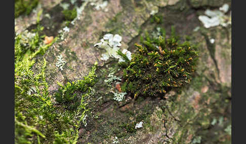 Rogers Kapuzenmoos (Orthotrichum rogeri)