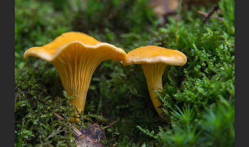 Echter Pfifferling (Cantharellus cibarius)