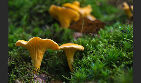 Echter Pfifferling (Cantharellus cibarius)