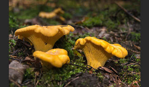 Echter Pfifferling (Cantharellus cibarius)