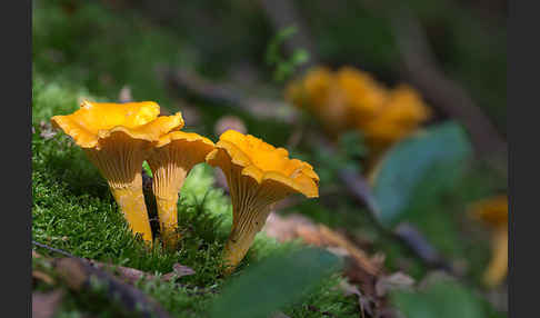 Echter Pfifferling (Cantharellus cibarius)